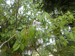 Prunus transarisanensis