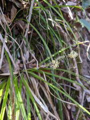 Carex conica
