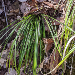 Carex conica