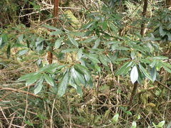 Actinodaphne mushaensis