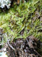 Lophoziopsis excisa