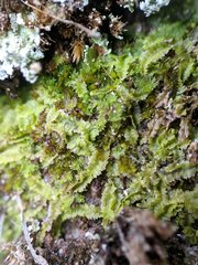 Lophoziopsis excisa