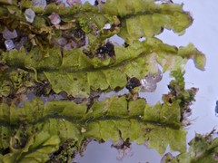 Lophoziopsis excisa