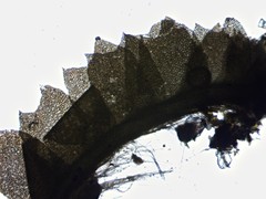Lophoziopsis excisa