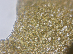 Lophoziopsis excisa