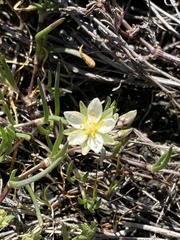 Spergularia macrotheca longistyla
