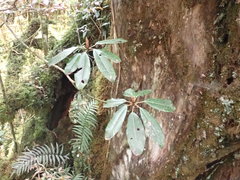 Daphniphyllum himalaense