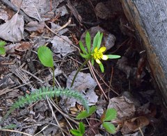 Ranunculus inamoenus