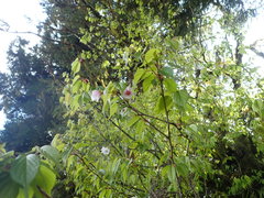 Prunus transarisanensis