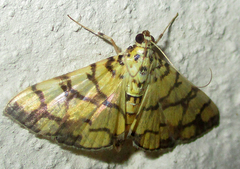 Pardomima distortana