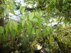 Prunus transarisanensis
