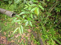 Viburnum taitoense