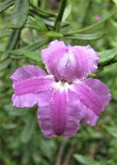 Coopernookia barbata