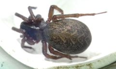 Inermocoelotes falciger