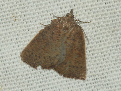 Authaemon stenonipha