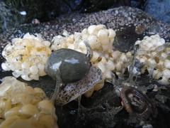 Volutharpa ampullacea