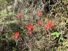 Castilleja subinclusa