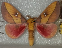 Syssphinx montana