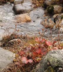 Geum calthifolium