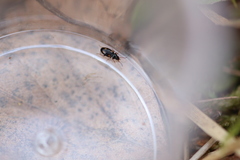 Elaphropus quadrisignatus