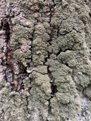 Punctelia appalachensis