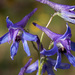 Delphinium scopulorum - Photo Δεν διατηρούνται δικαιώματα