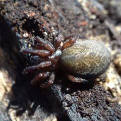 Inermocoelotes falciger