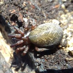 Inermocoelotes falciger