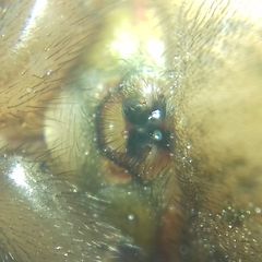 Inermocoelotes falciger