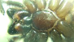 Inermocoelotes falciger