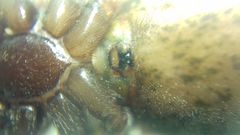 Inermocoelotes falciger