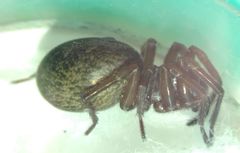 Inermocoelotes falciger