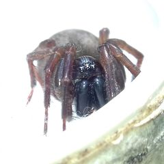 Inermocoelotes falciger