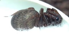 Inermocoelotes falciger