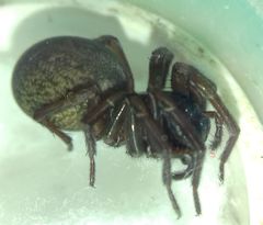 Inermocoelotes falciger