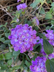 Lantana