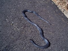 Dolichophis jugularis