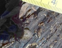 Inermocoelotes falciger