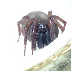 Inermocoelotes falciger