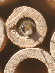 Osmia cornifrons