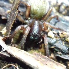 Inermocoelotes falciger