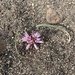 Allium robinsonii - Photo (c) kerry-mila, osa oikeuksista pidätetään (CC BY-NC)