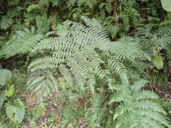 Diplazium pseudodoederleinii