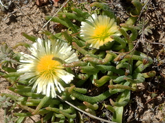 Mesembryanthemum resurgens