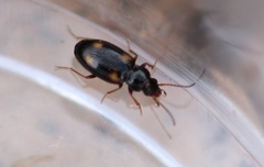 Elaphropus quadrisignatus