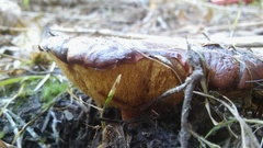 Suillus brevipes image