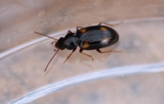 Elaphropus quadrisignatus
