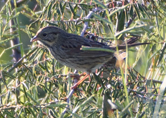 Melospiza lincolnii
