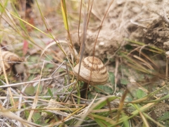 Entoloma perzonatum