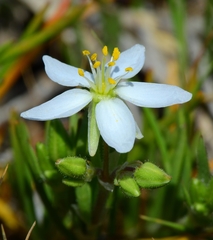 Spergularia macrotheca longistyla